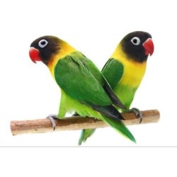 AGAPORNI PERSONATA COLOR