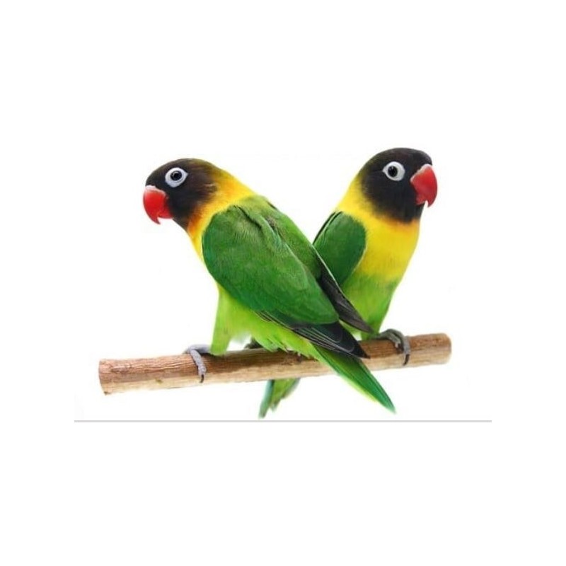 AGAPORNI PERSONATA COLOR