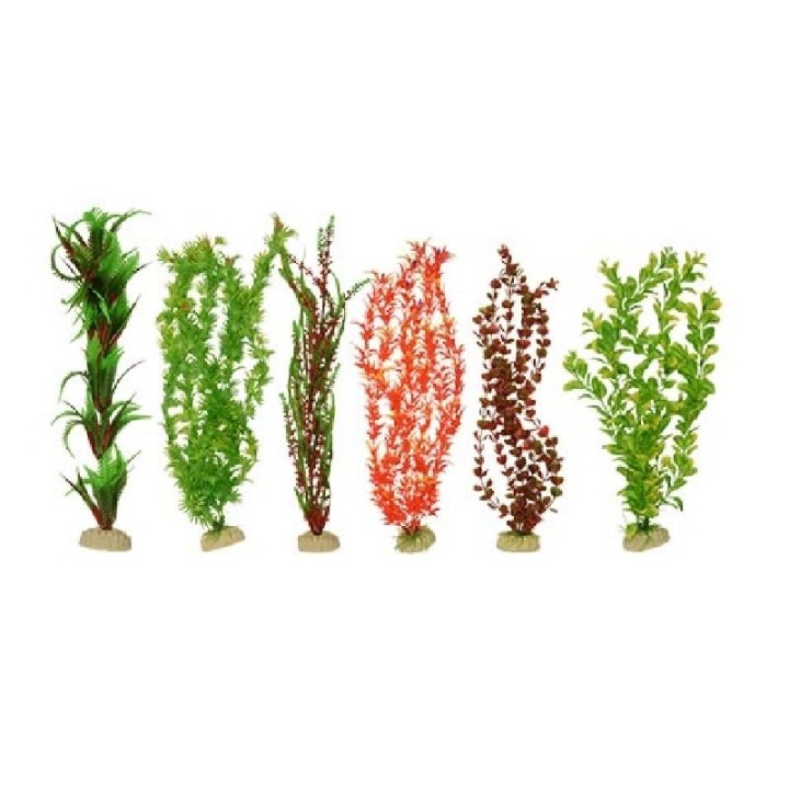 PLANTA IMPORTADA SUNNY 20 (6 PLANTAS)2