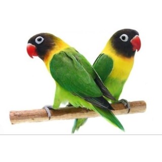 AGAPORNI PERSONATA COLOR