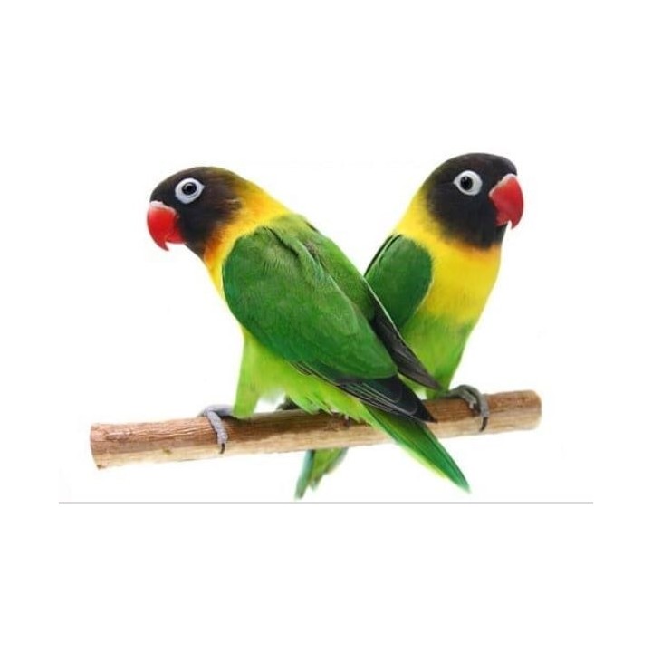 AGAPORNI PERSONATA COLOR