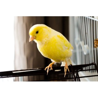 CANARIO AMARILLO