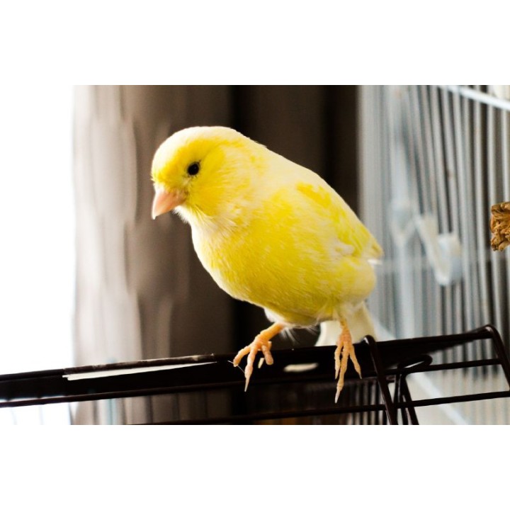 CANARIO AMARILLO