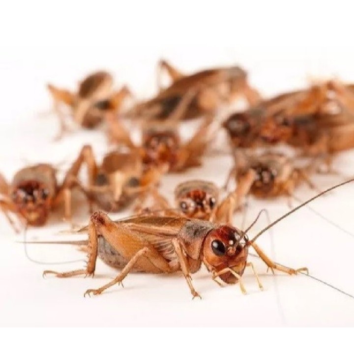 GRILLOS BOTE CON ALIMENTO.