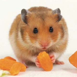 HAMSTER