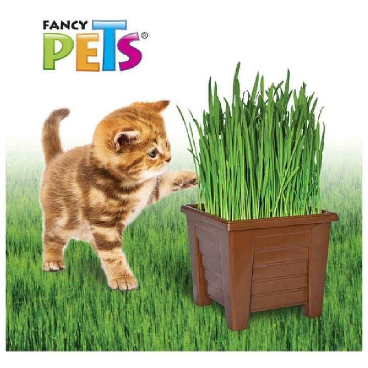 PASTO P/GATOS CON MACETA FANCY PETS