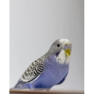 PERICO AUSTRALIANO COMUN