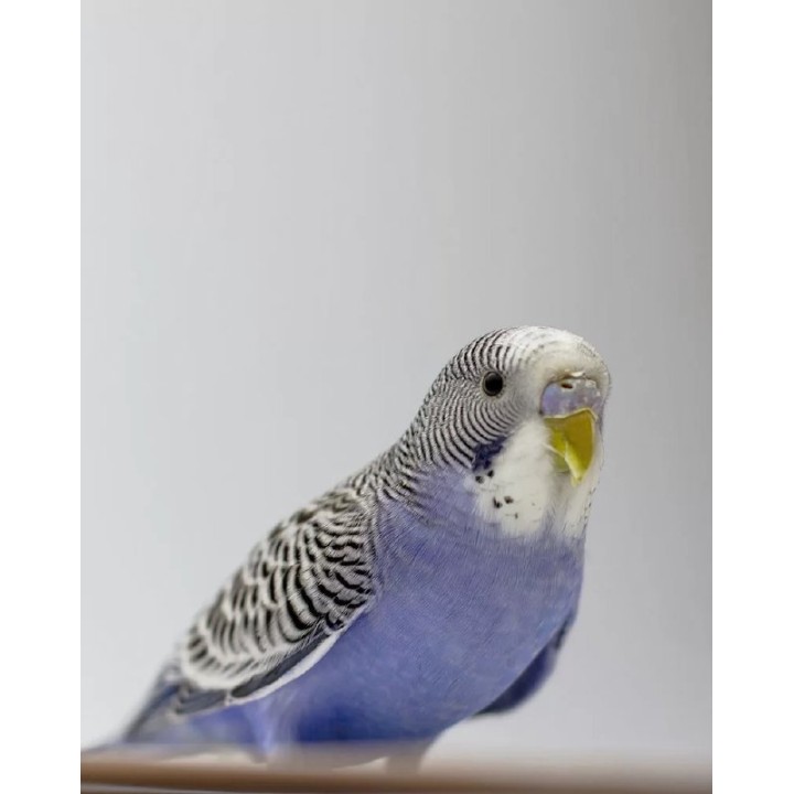 PERICO AUSTRALIANO COMUN