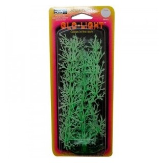 PLANTA NITELLA 18 CMS. GLOW CH.