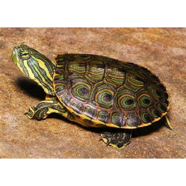 TORTUGA HICOTEA TRACHEMYS SCRIPTA VENUST