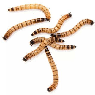 ZOOPHOBAS ALIMENTO VIVO 30PZAS.