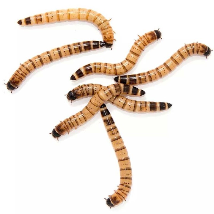 ZOOPHOBAS ALIMENTO VIVO 30PZAS.