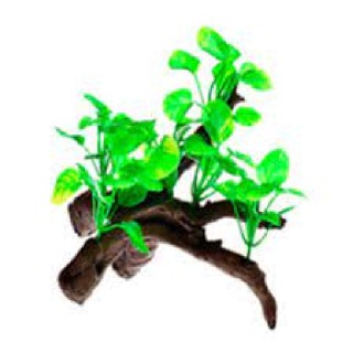 RAIZ C/PLANTAS 2 13X10X14CM