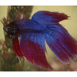 PEZ BETTA MACHO CORONA IMP.