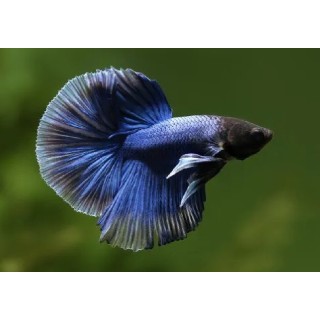 PEZ BETTA MACHO DUMBO MEDIA LUNA IMP.