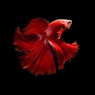 PEZ BETTA MACHO SUPER DELTA DRAGON IMP.