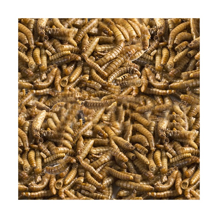 LOMAS LARVA DE MOSCA SOLDADO 30GRS