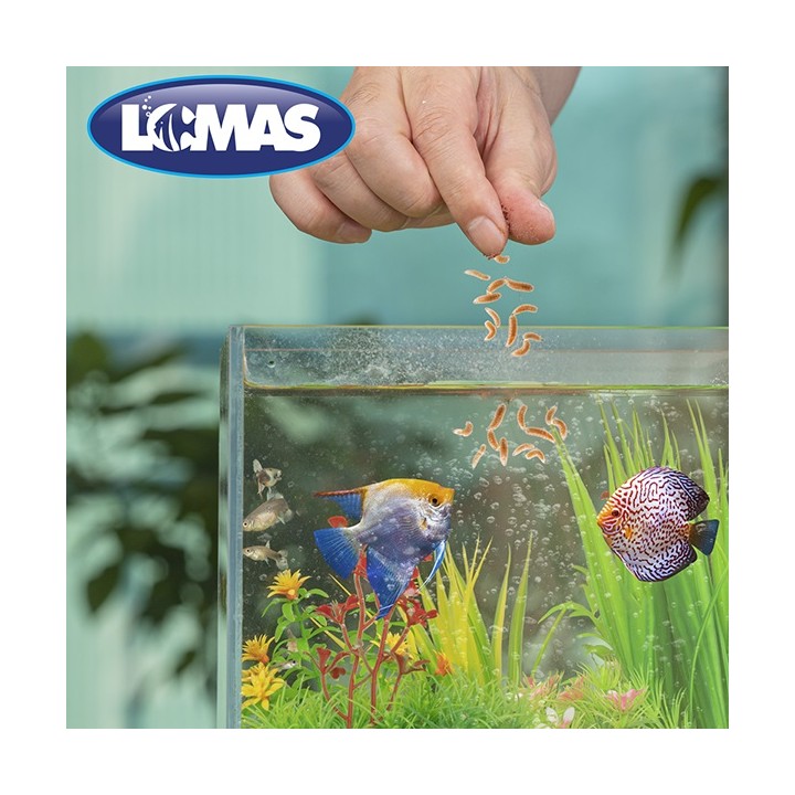 LOMAS LARVA DE MOSCA SOLDADO 30GRS