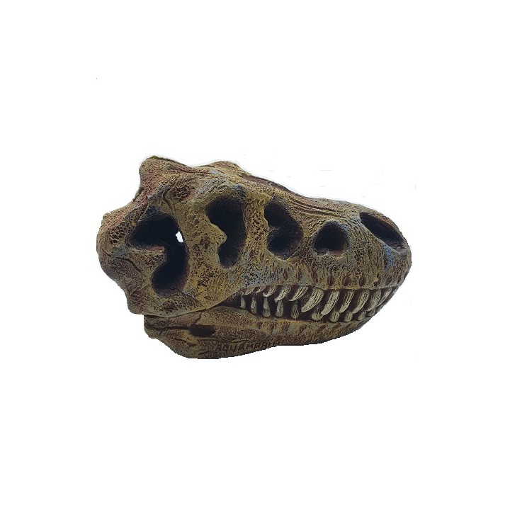 AD. CRANEO DE T. REX HUECO