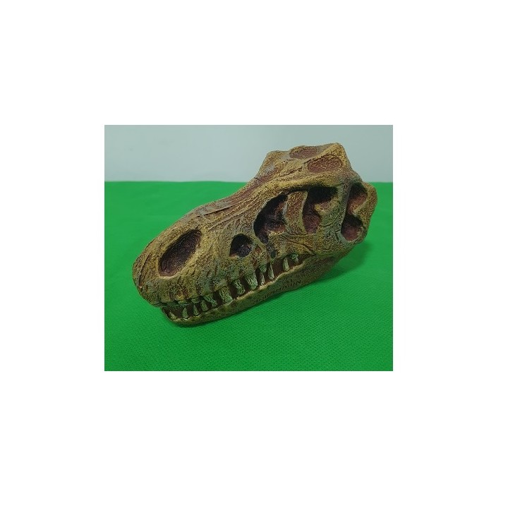 AD. CRANEO DE T. REX HUECO